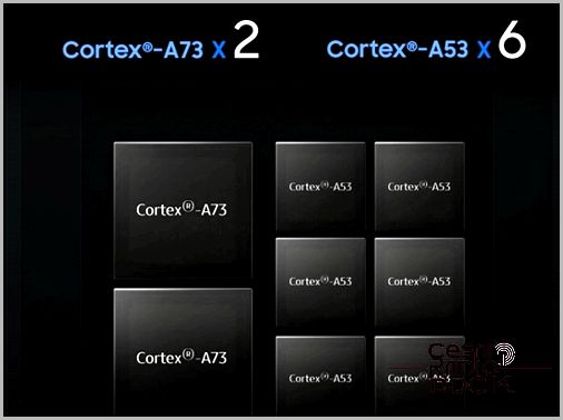 cortex